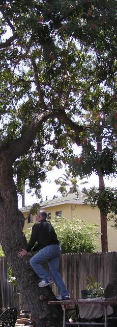 Paul up a tree